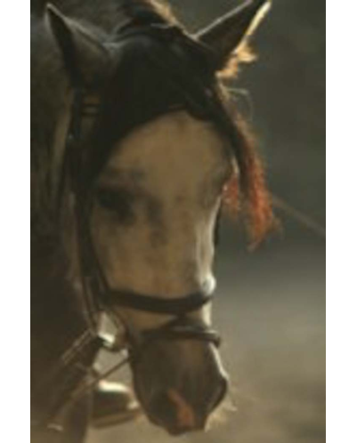 MCI jeune chevaux, Loisir, « belgique »