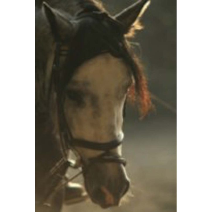 MCI jeune chevaux, Loisir, « belgique »