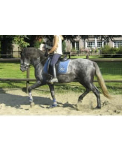 MCI jeune chevaux, Loisir, « belgique »