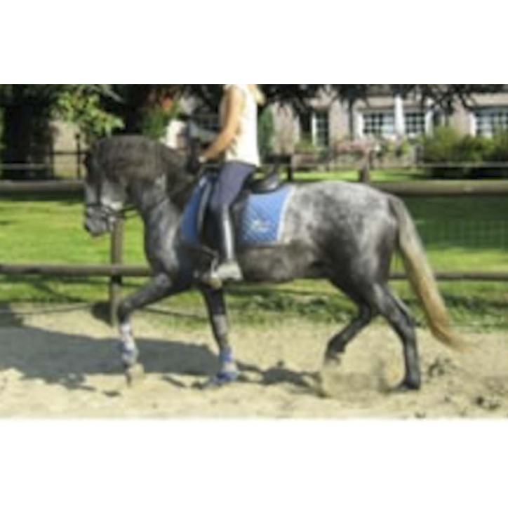 MCI jeune chevaux, Loisir, « belgique »