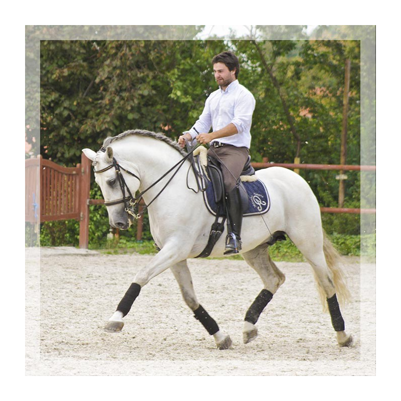 Vainqueur Jeune chevaux, Niveau M10 « Belgique »