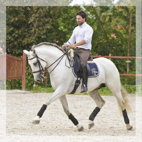 Vainqueur Jeune chevaux, Niveau M10 « Belgique »