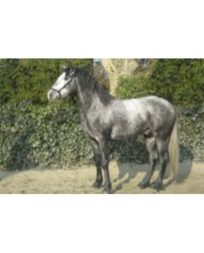 MCI jeune chevaux, Loisir, « belgique »