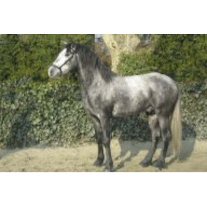 MCI jeune chevaux, Loisir, « belgique »