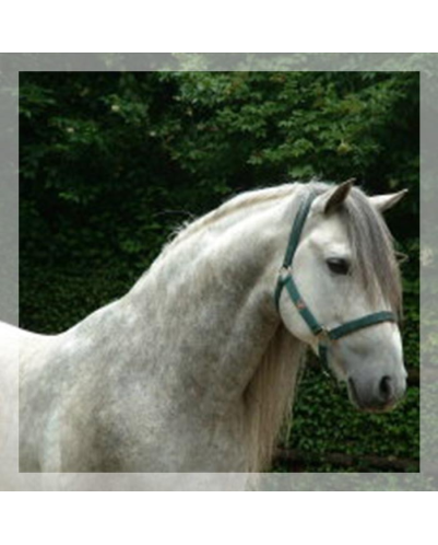 Loisir « Belgique »