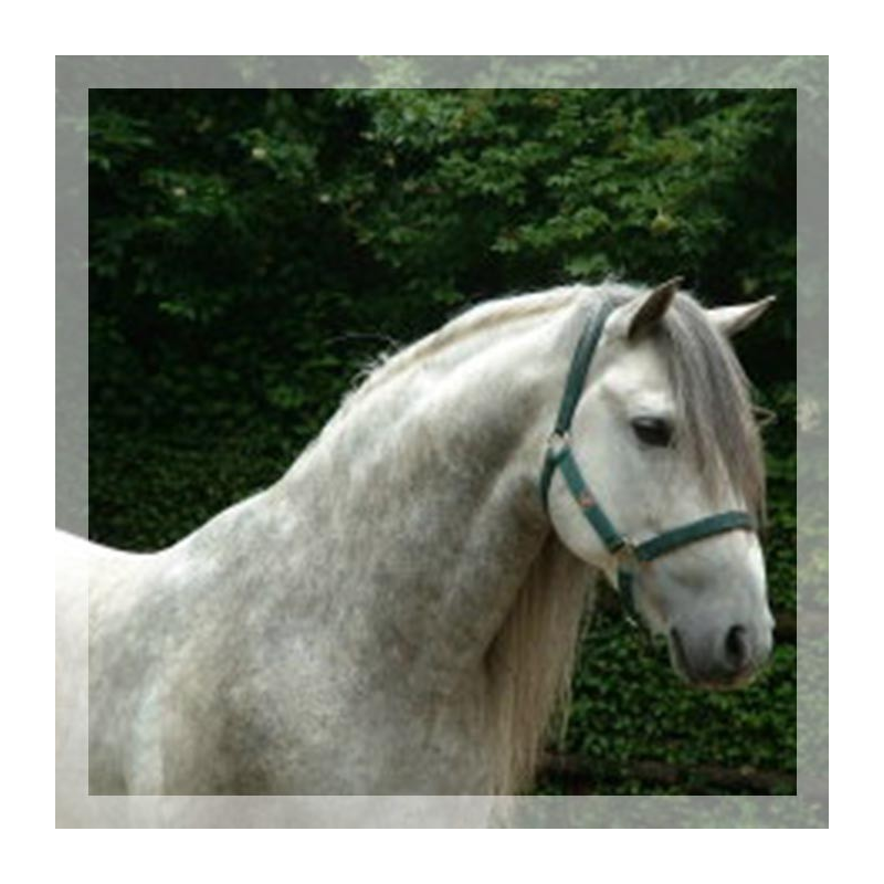 Loisir « Belgique »