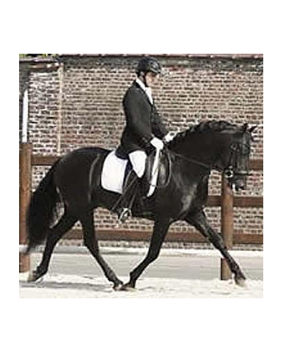 996.CDC 4ans « Belgique »