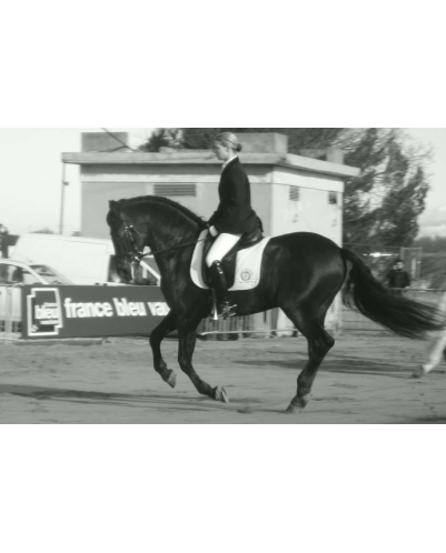 Final européenne jeune chevaux MCI, St-George, « Belgique »