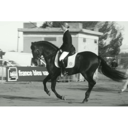Final européenne jeune chevaux MCI, St-George, « Belgique »