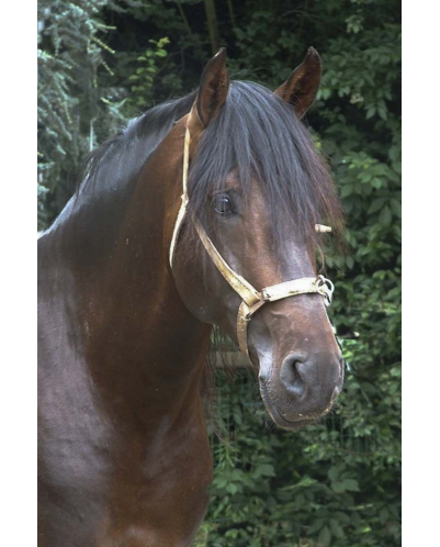 Final européenne jeune chevaux MCI, St-George, « Belgique »