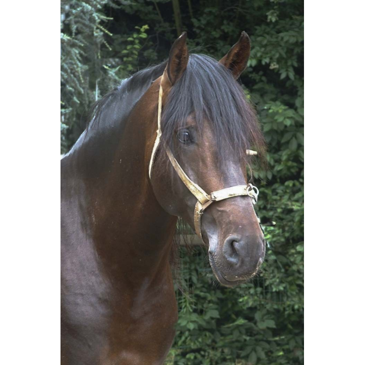 Final européenne jeune chevaux MCI, St-George, « Belgique »