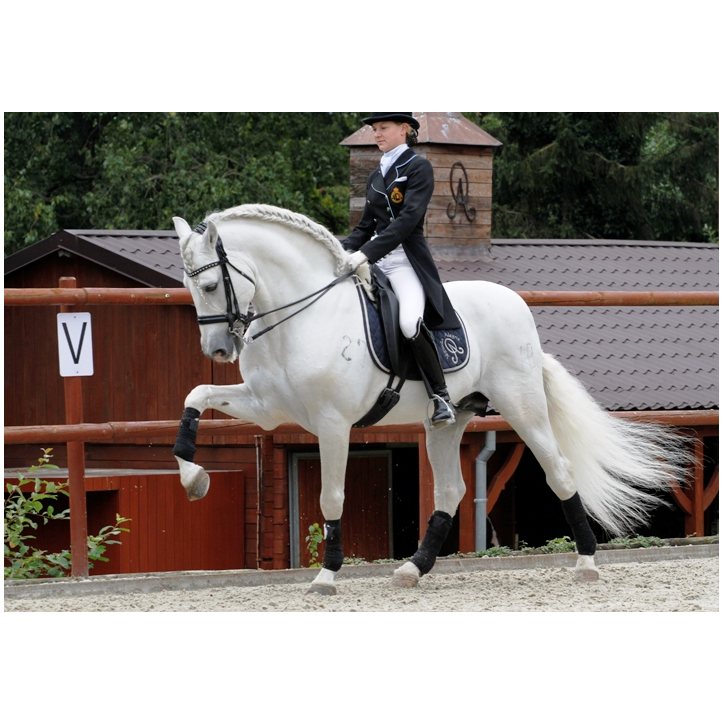 Kopie von Gibraltar Alegria