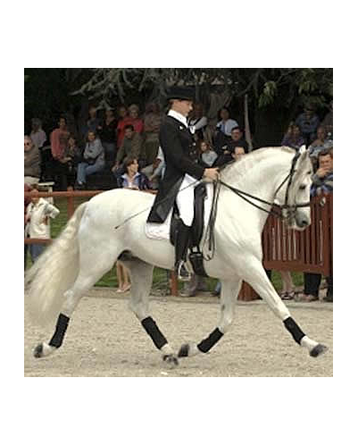 Kopie van Gibraltar Alegria