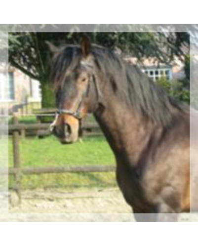 Éthologie « Belgique »