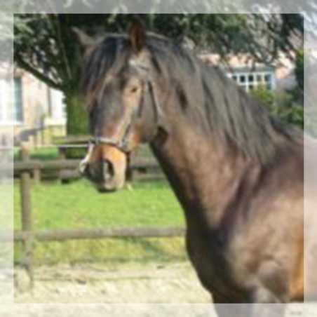 Éthologie « Belgique »