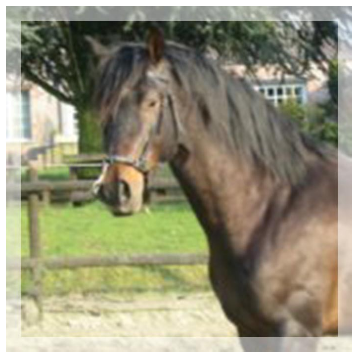 Éthologie « Belgique »