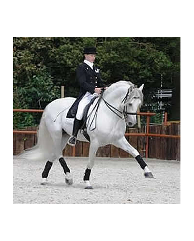 Kopie von Gibraltar Alegria