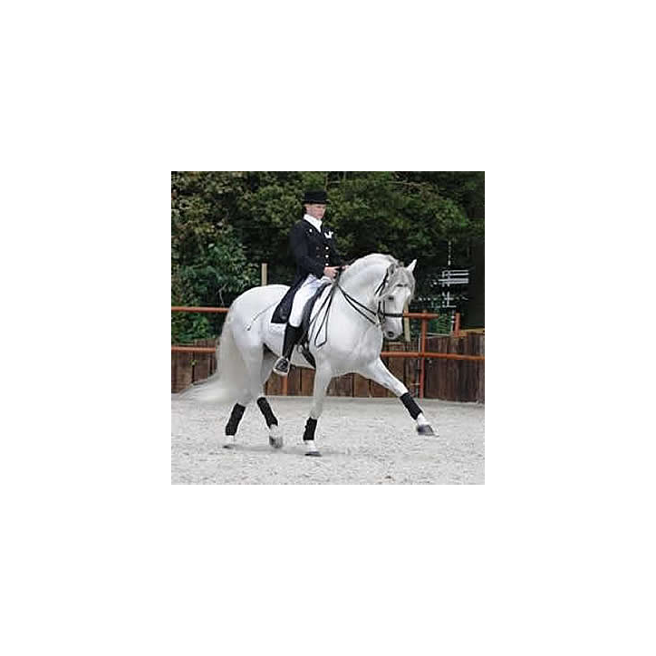 Kopie van Gibraltar Alegria