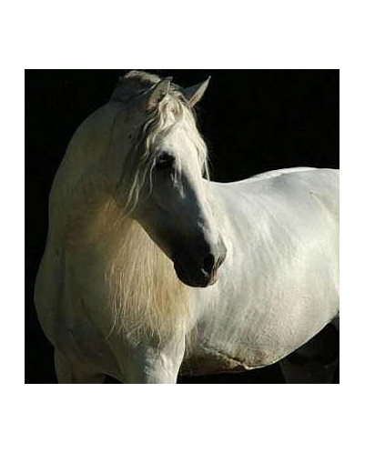 Kopie van Gibraltar Alegria