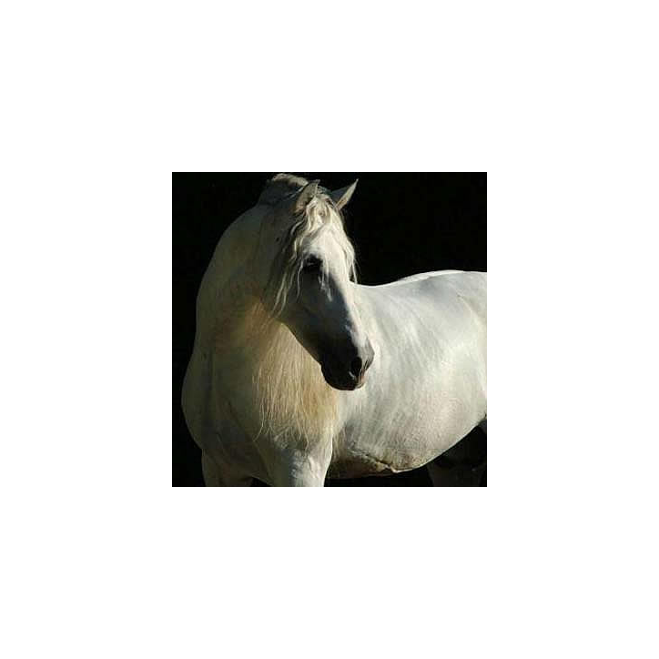 Kopie van Gibraltar Alegria