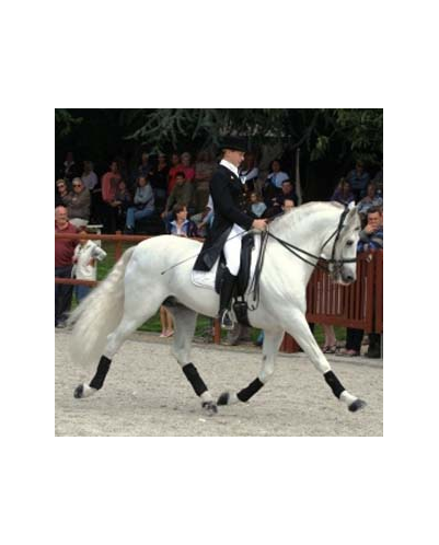 Kopie van Gibraltar Alegria