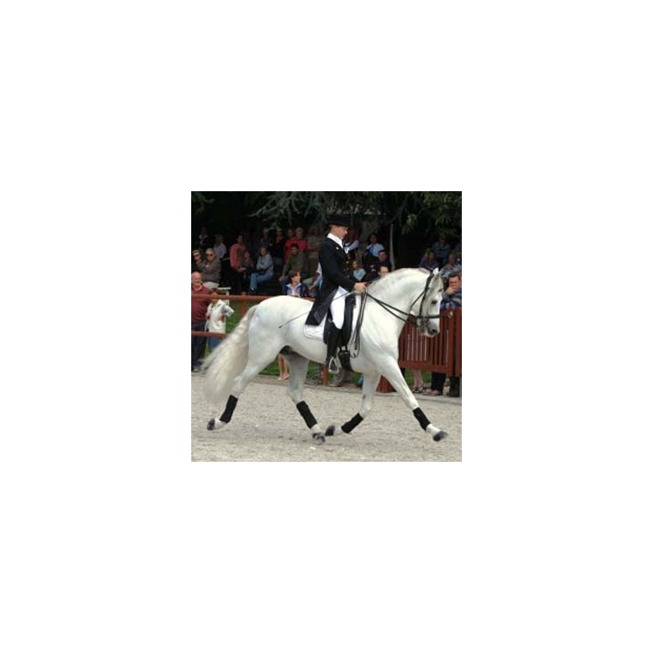 Kopie von Gibraltar Alegria