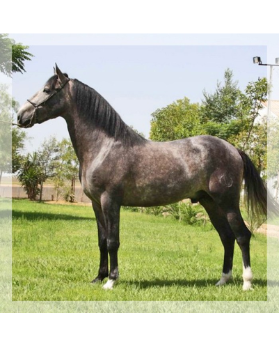 Belgique: étalon 5 ans