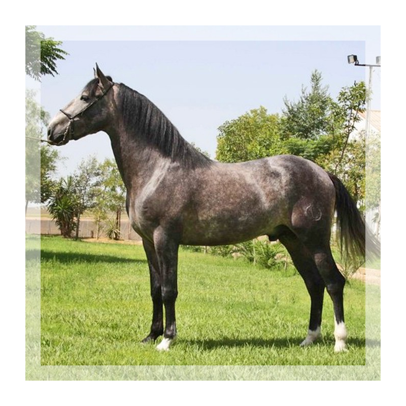 Belgique: étalon 5 ans