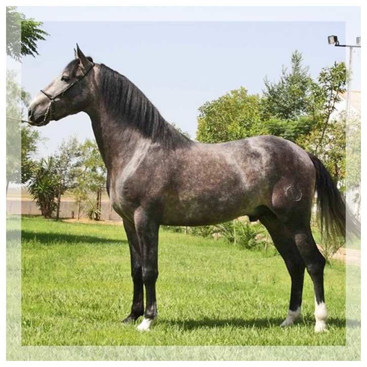 Belgique: étalon 5 ans