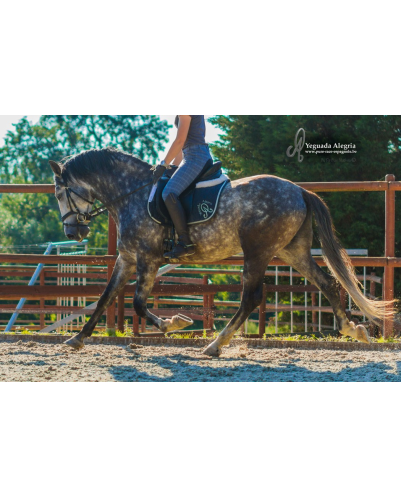 Belgique: étalon 5 ans