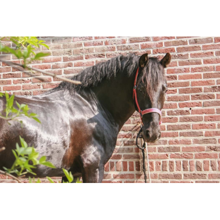 996.CDC 4ans « Belgique »