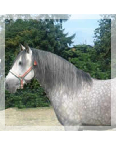 CDC N3 « Belgique »