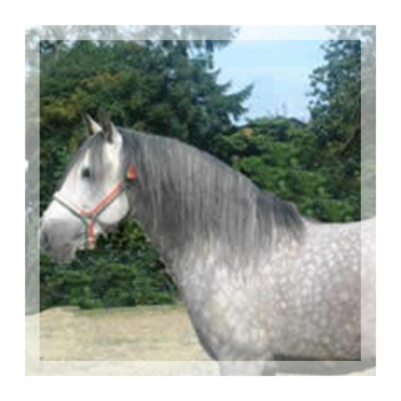 CDC N3 « Belgique »