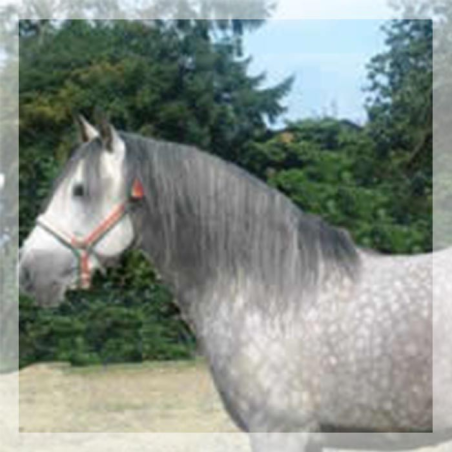 CDC N3 « Belgique »