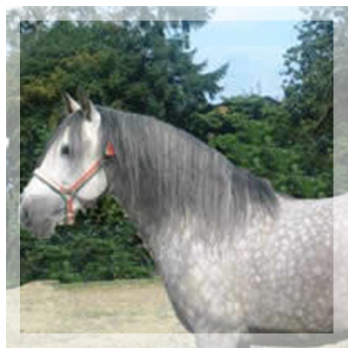 CDC N3 « Belgique »