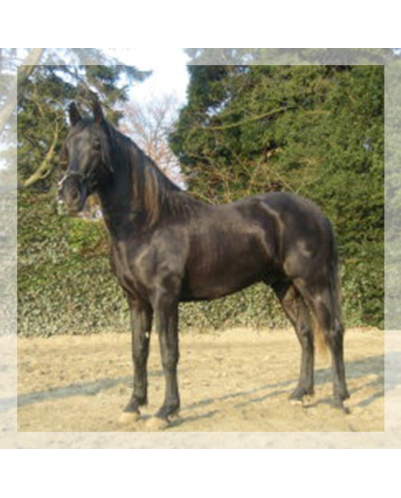 Cheval de Concours « Belgique »