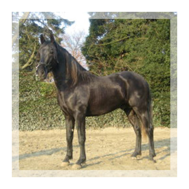 Cheval de Concours « Belgique »