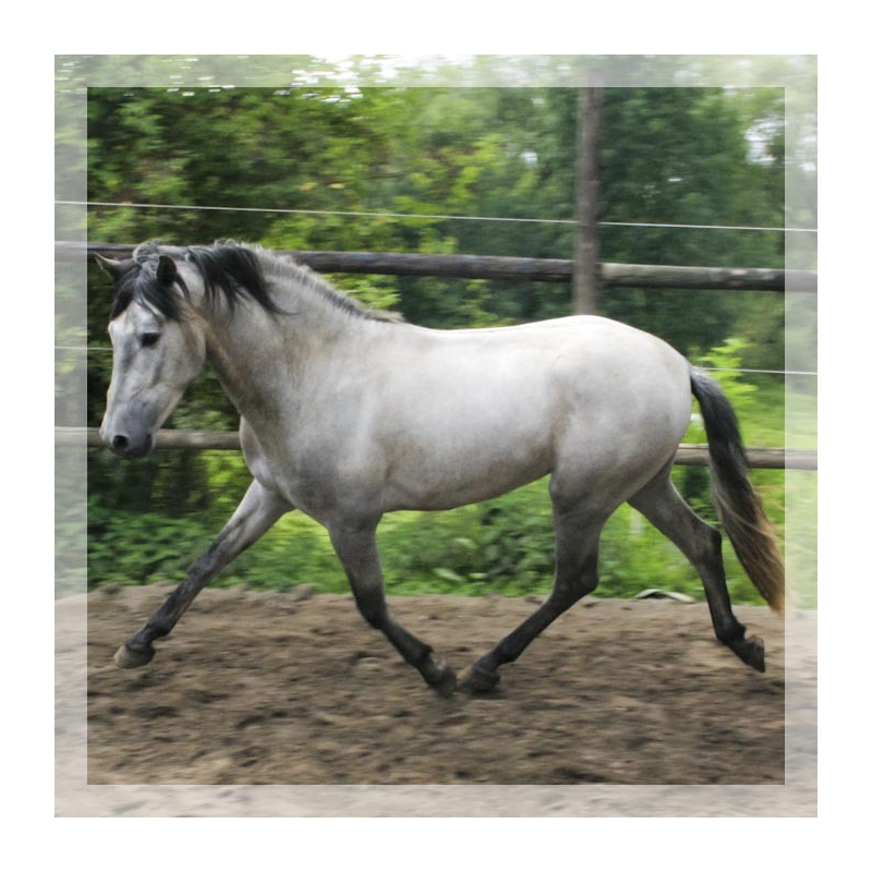 Cheval de Concours « Belgique »