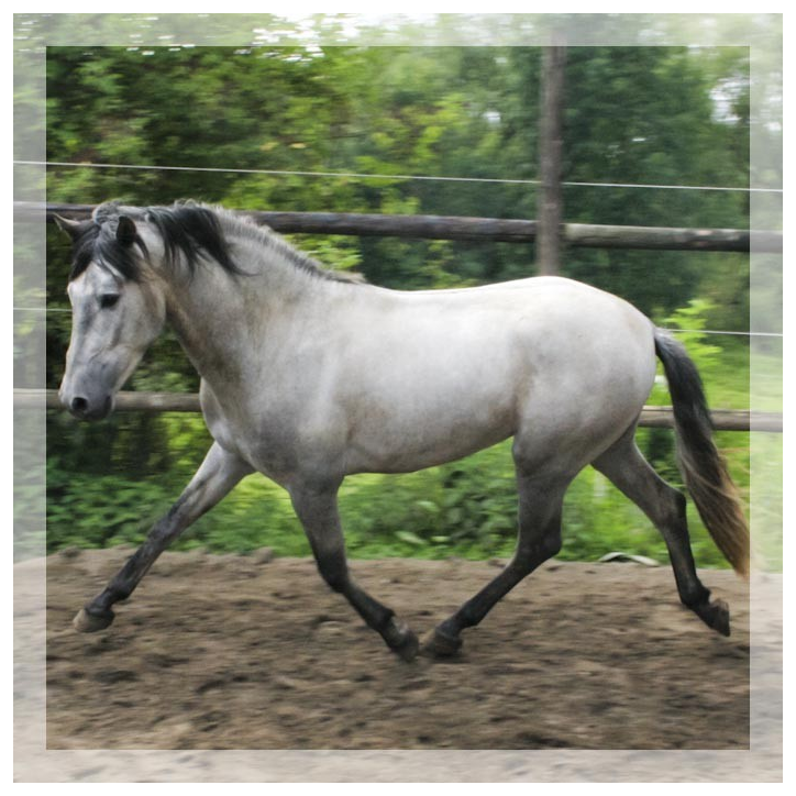 Cheval de Concours « Belgique »