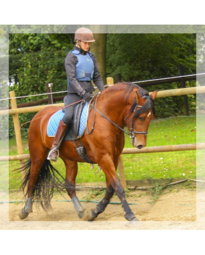 Cheval de loisir « Belgique »