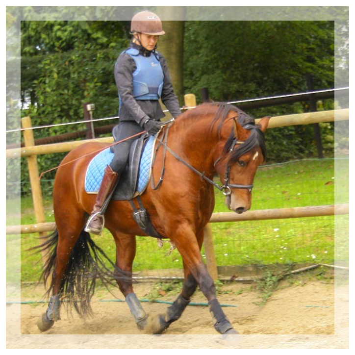 Cheval de loisir « Belgique »