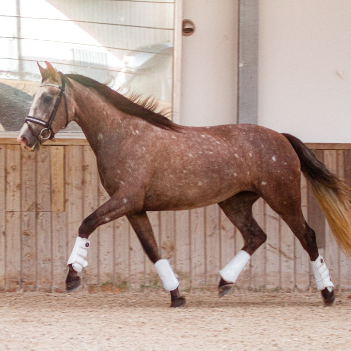 Jument travaillée Jument travaillée