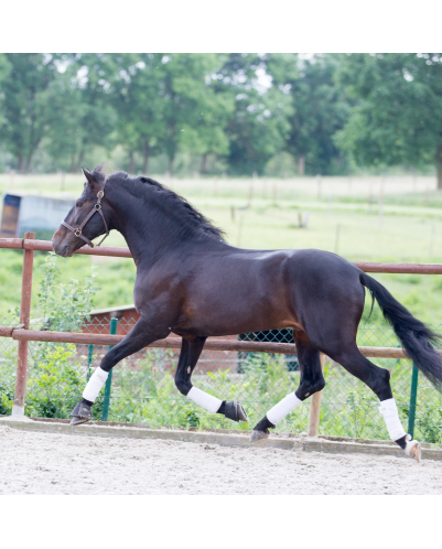 Etalon de Dressage niveau 4