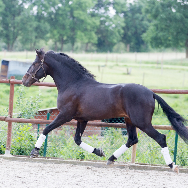 Etalon de Dressage niveau 4