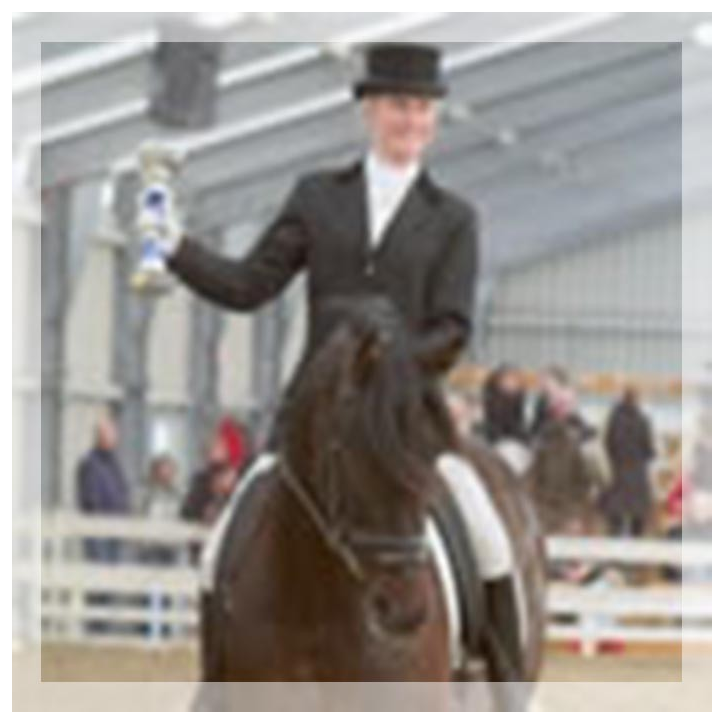 Final européenne jeune chevaux MCI, St-George, « Belgique »