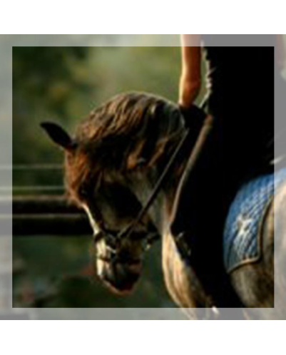 MCI jeune chevaux, Loisir, « belgique »