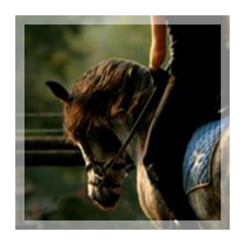 MCI jeune chevaux, Loisir, « belgique »