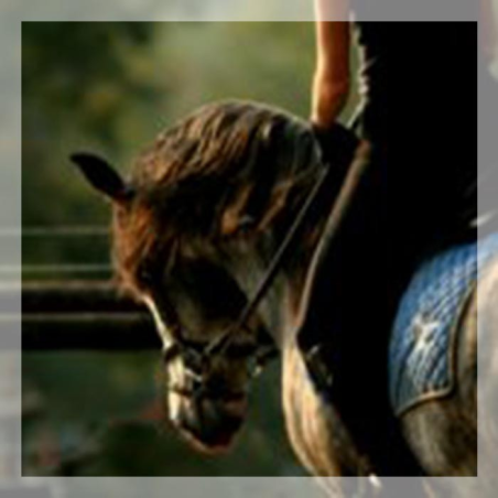 MCI jeune chevaux, Loisir, « belgique »