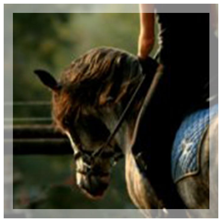 MCI jeune chevaux, Loisir, « belgique »