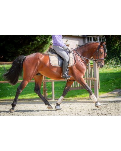 Étalon dressage
